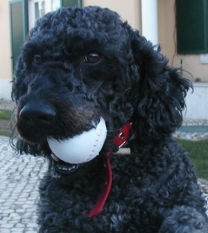 Luso